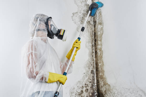 Trusted Morgan City, LA Mold Removal & Remediation Experts